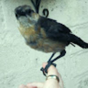 Meet your Posher, Julius